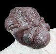 Red Barrandeops Trilobite - Hmar Laghdad, Morocco #46705-2